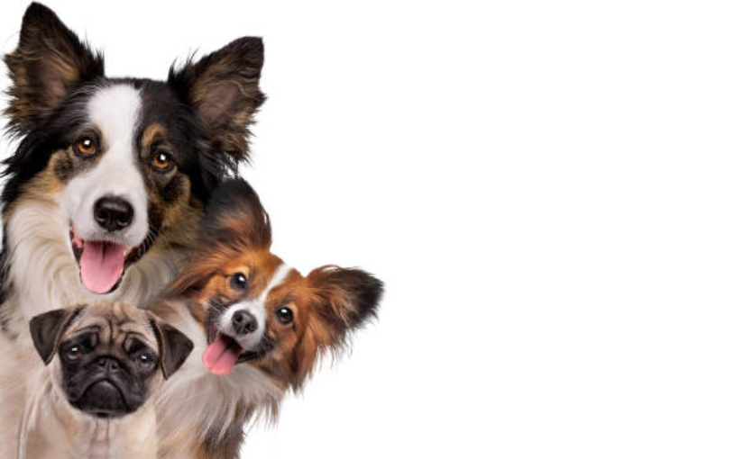 Dog Breeds- Christmas